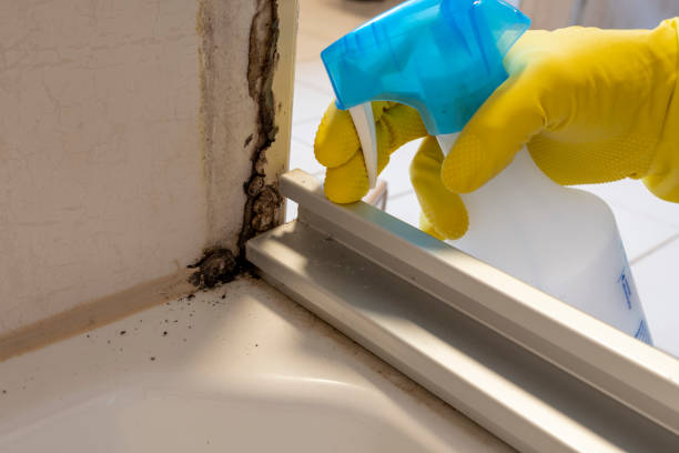 Best Kitchen Mold Remediation in Five Points, OH